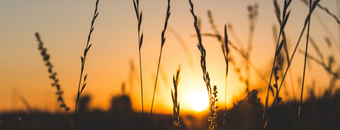 Tall grass with the sun peeking through.