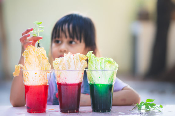 A young girl experiments with plants in colored liquids
