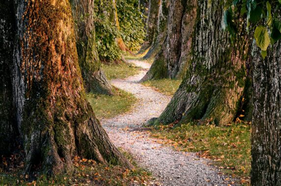 A pathway leading through the woods.