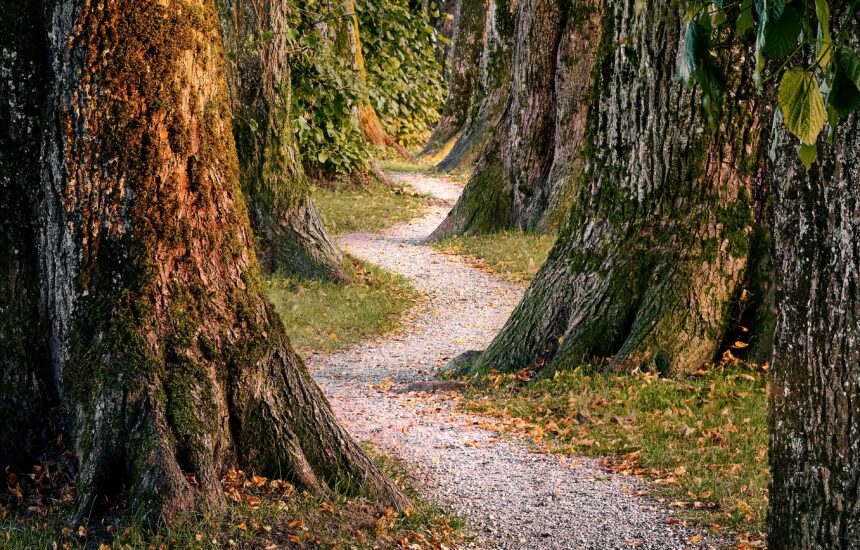 A pathway leading through the woods.